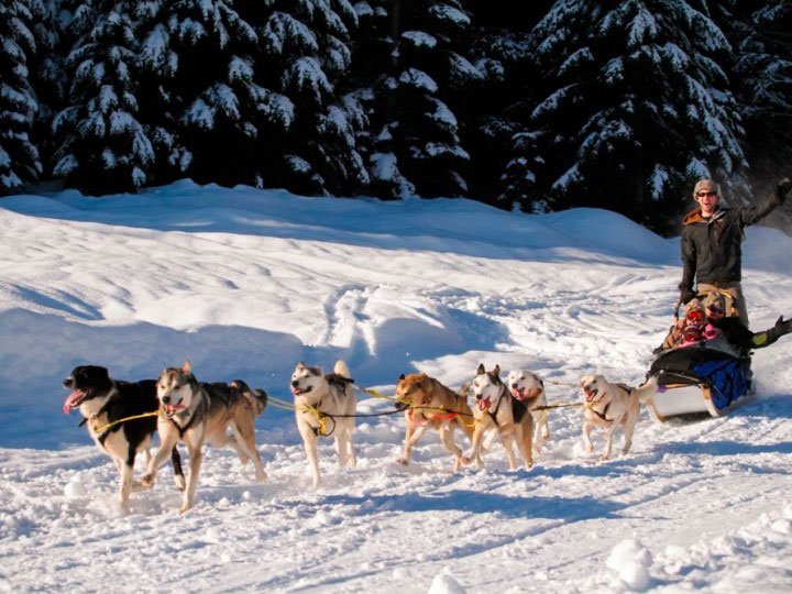 Dog Sled Tours