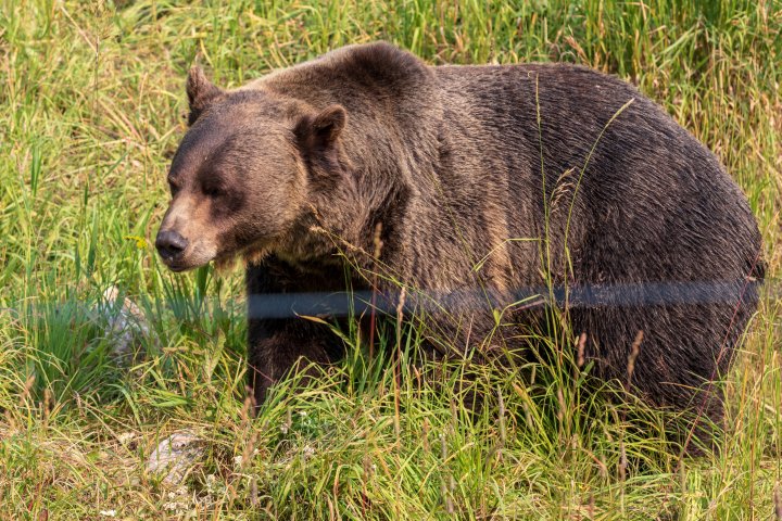Wildlife & Nature Package