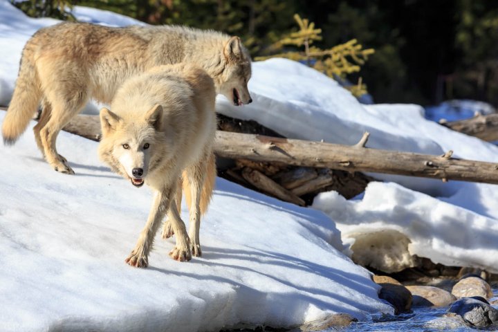 Walk With The Wolves